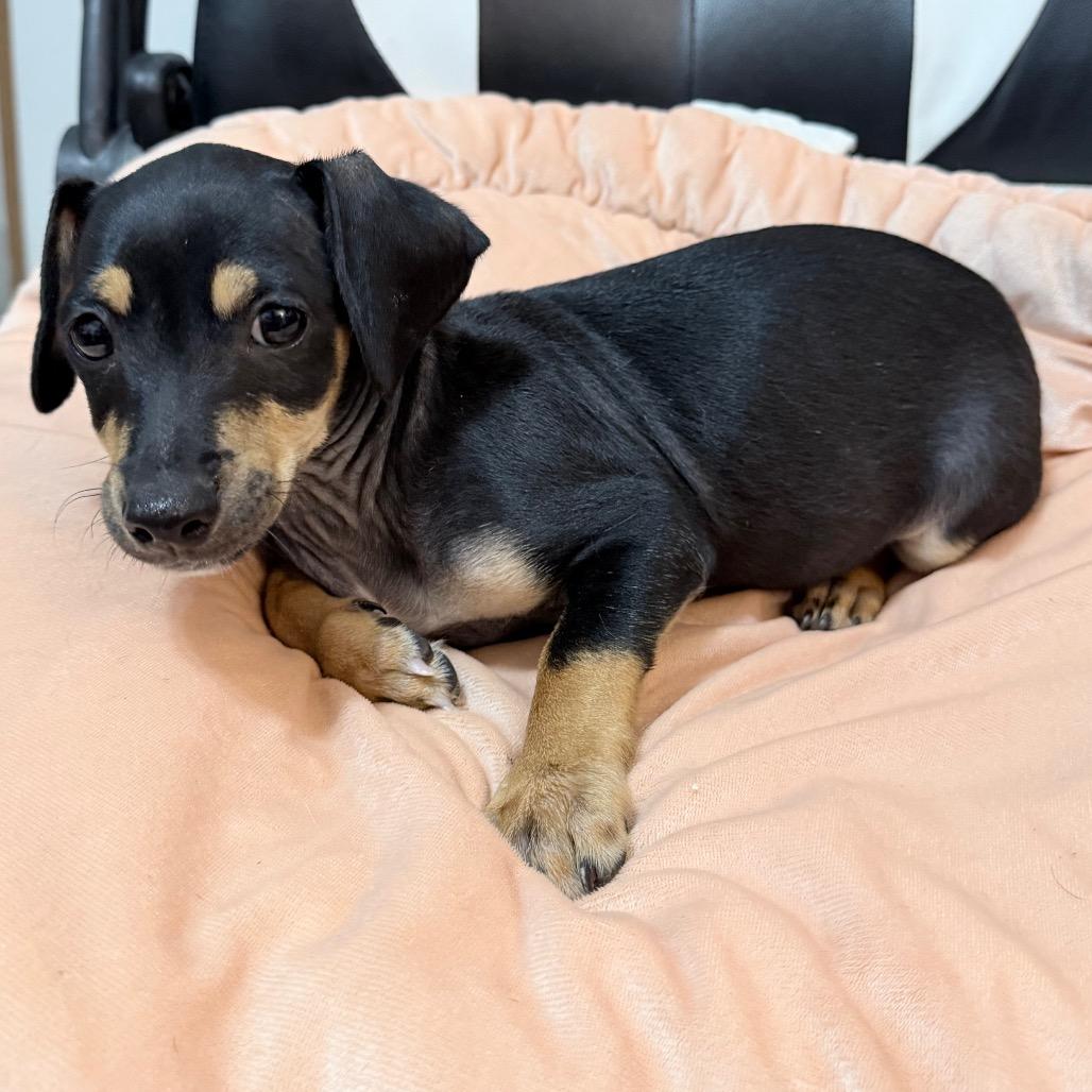 Enlarge Rolo - Local August 28-30, an adopted mixed breed in Beaverton , OR image 2/3