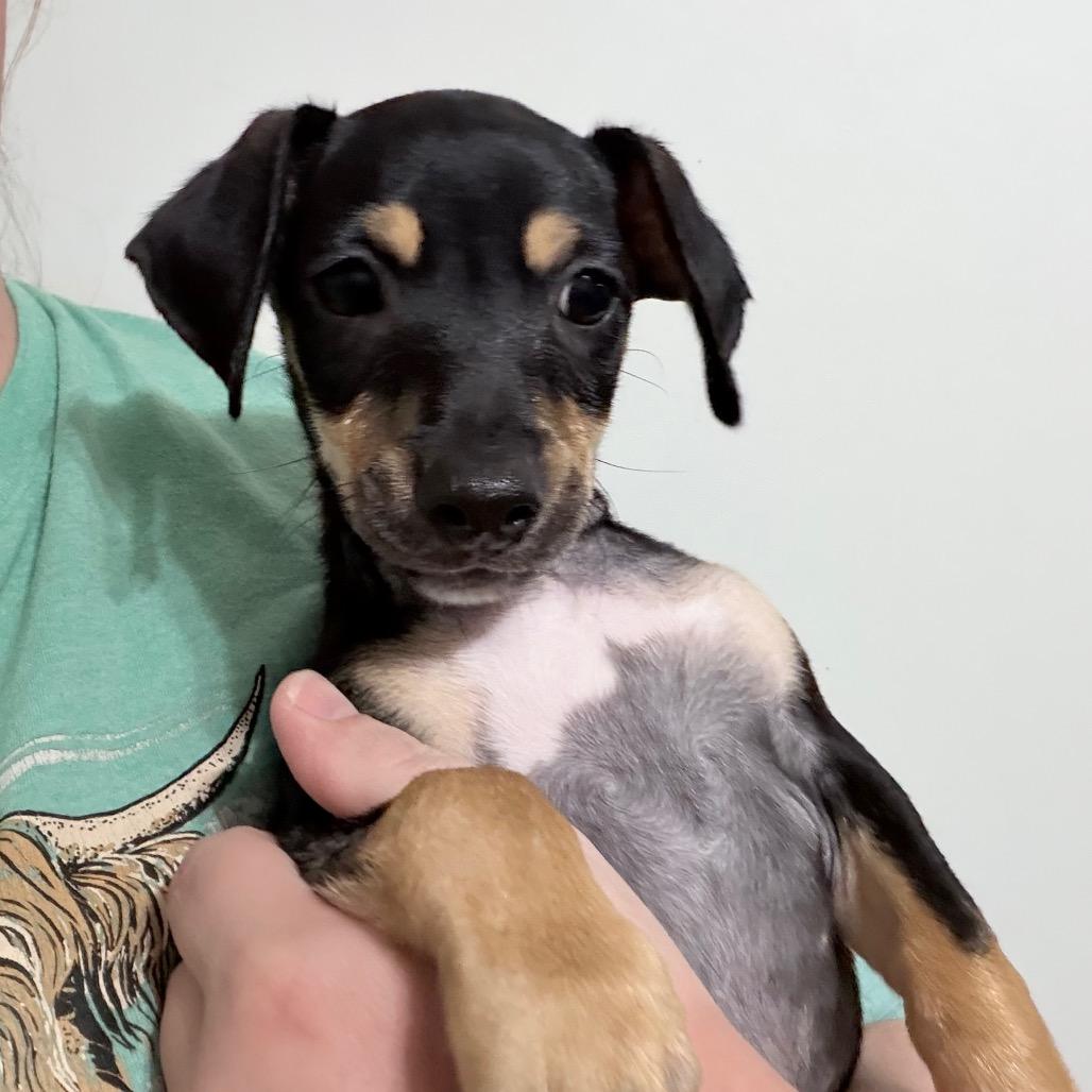 Rolo - Local August 28-30, adopted, Puppy Male Chihuahua & Dachshund.
