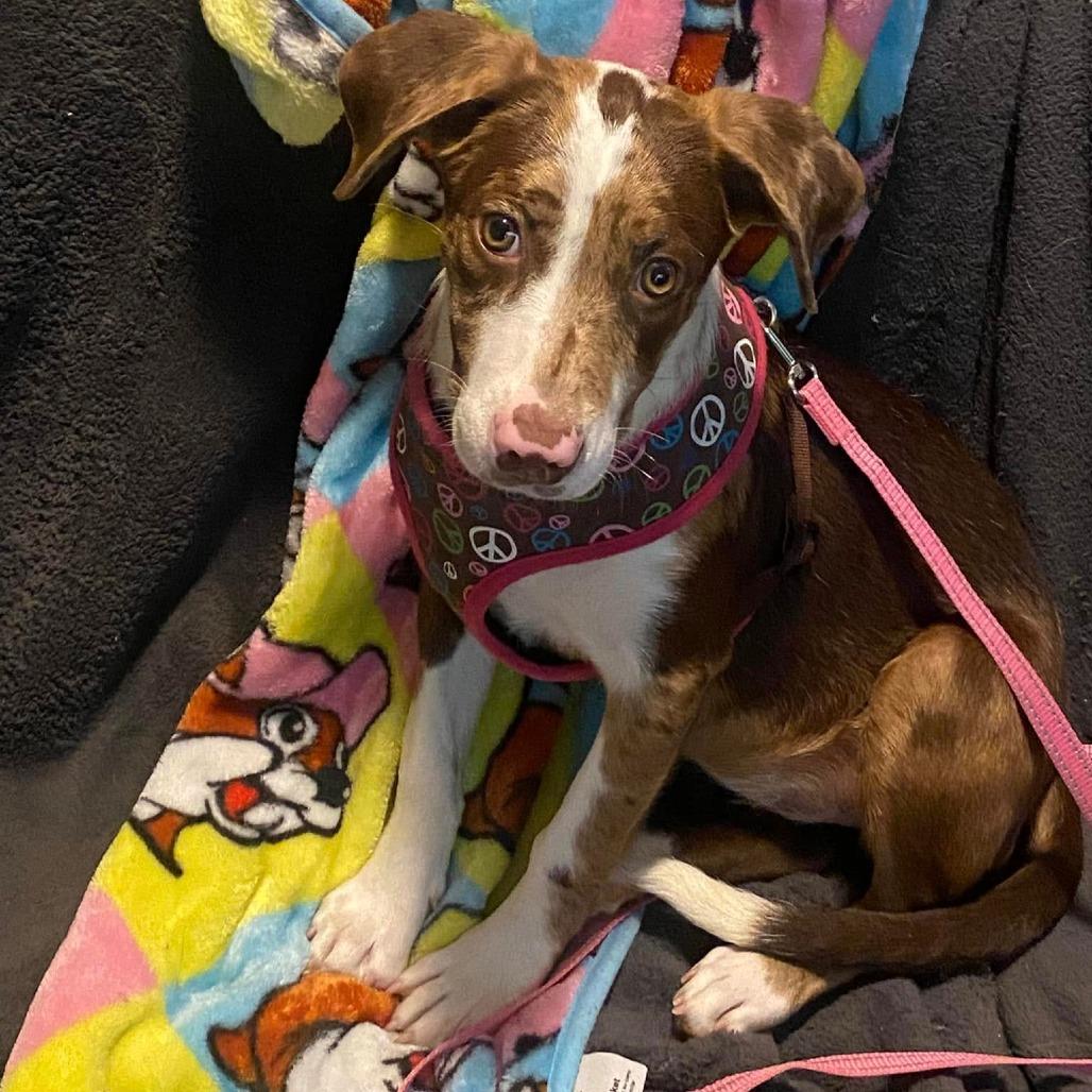 Thimble, a Adoptable Mixed Breed in Jackson, MO image 1/3