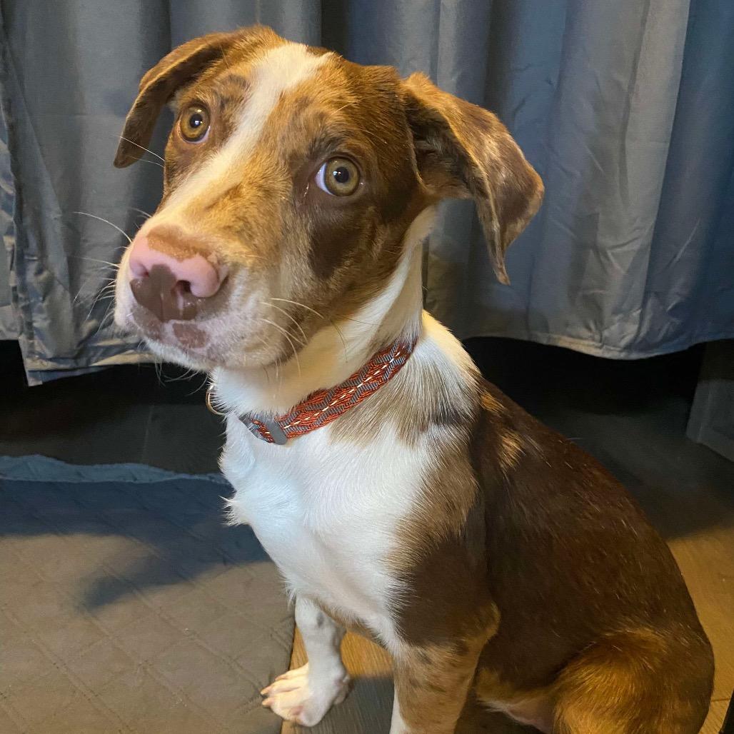 Thimble, a Adoptable Mixed Breed in Jackson, MO image 2/3