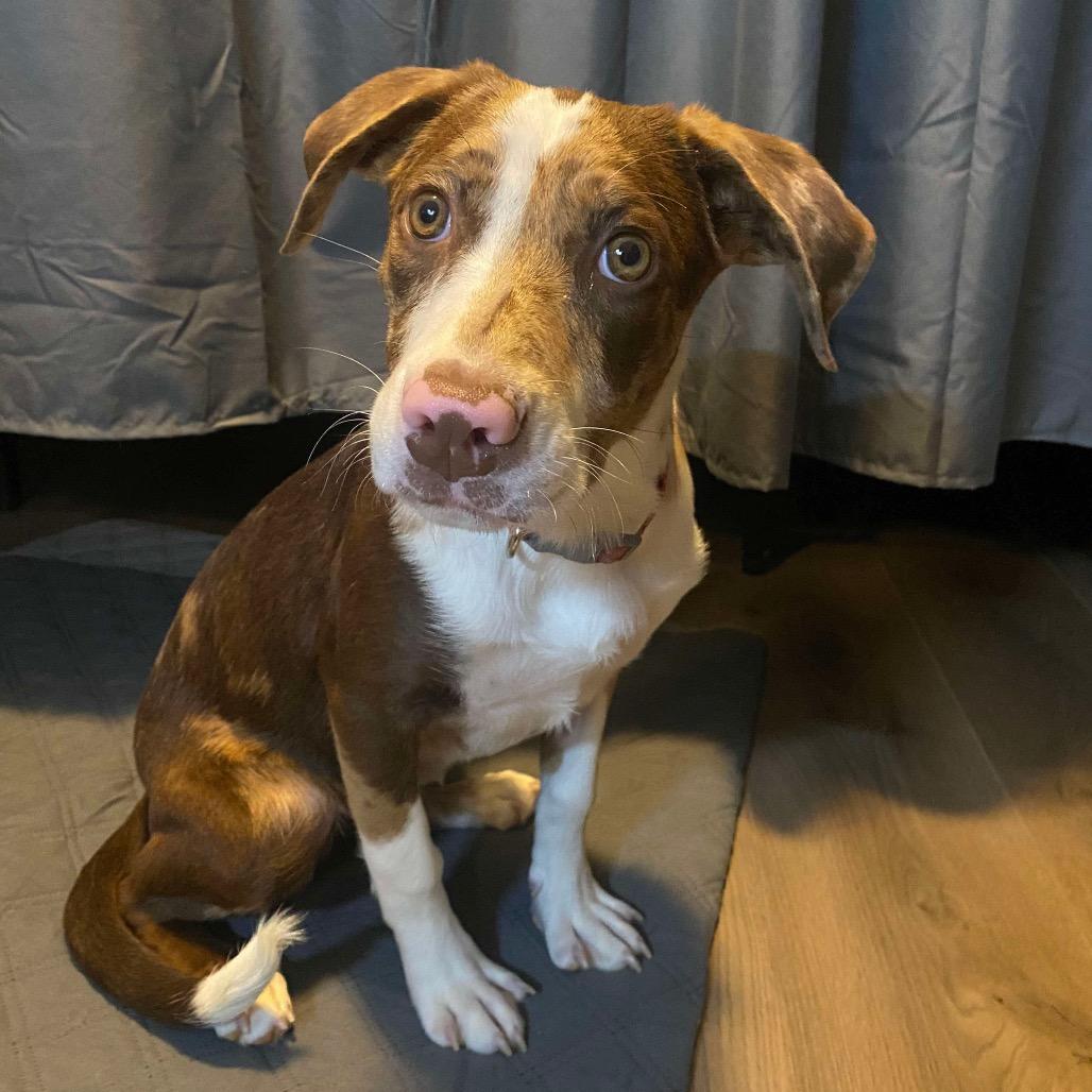 Thimble, a Adoptable Mixed Breed in Jackson, MO image 3/3