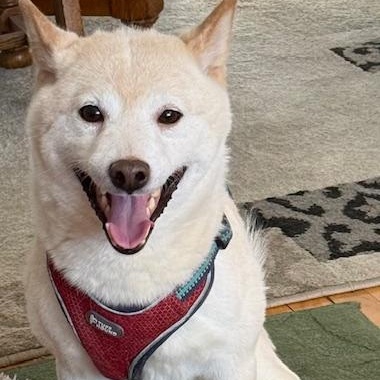 Karma, adopted, Adult Male Shiba Inu & Mixed Breed.