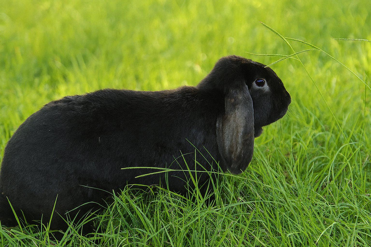 Eli, Adopted, Adult Male French Lop & English Lop.