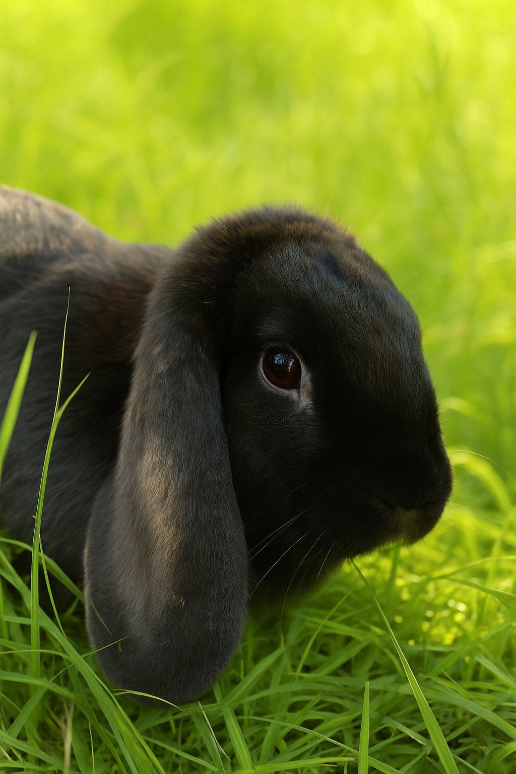 Enlarge Eli, a Adopted mixed breed in Bishopville, SC image 2/2
