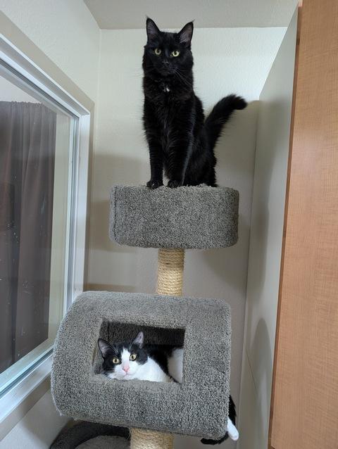 Yin, Adoptable, Young Male Domestic Short Hair.