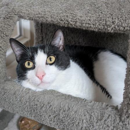 Enlarge Yin, a Adoptable Domestic Short Hair in Portland, OR image 2/3