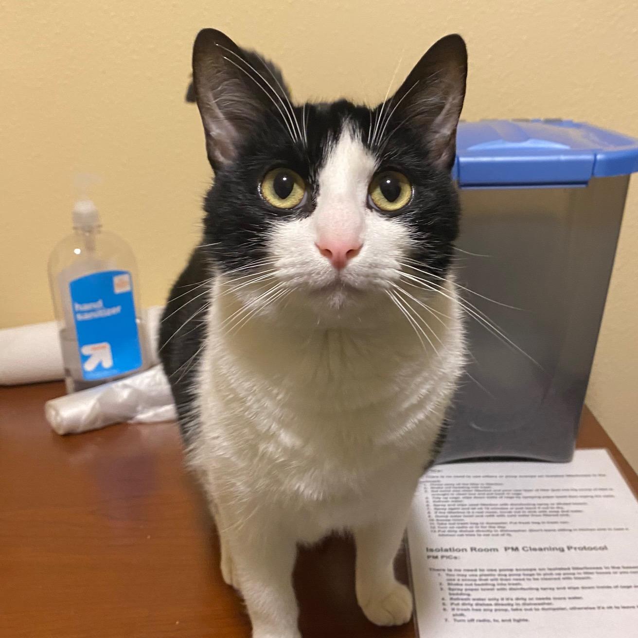 Enlarge Yin, a Adoptable Domestic Short Hair in Portland, OR image 3/3
