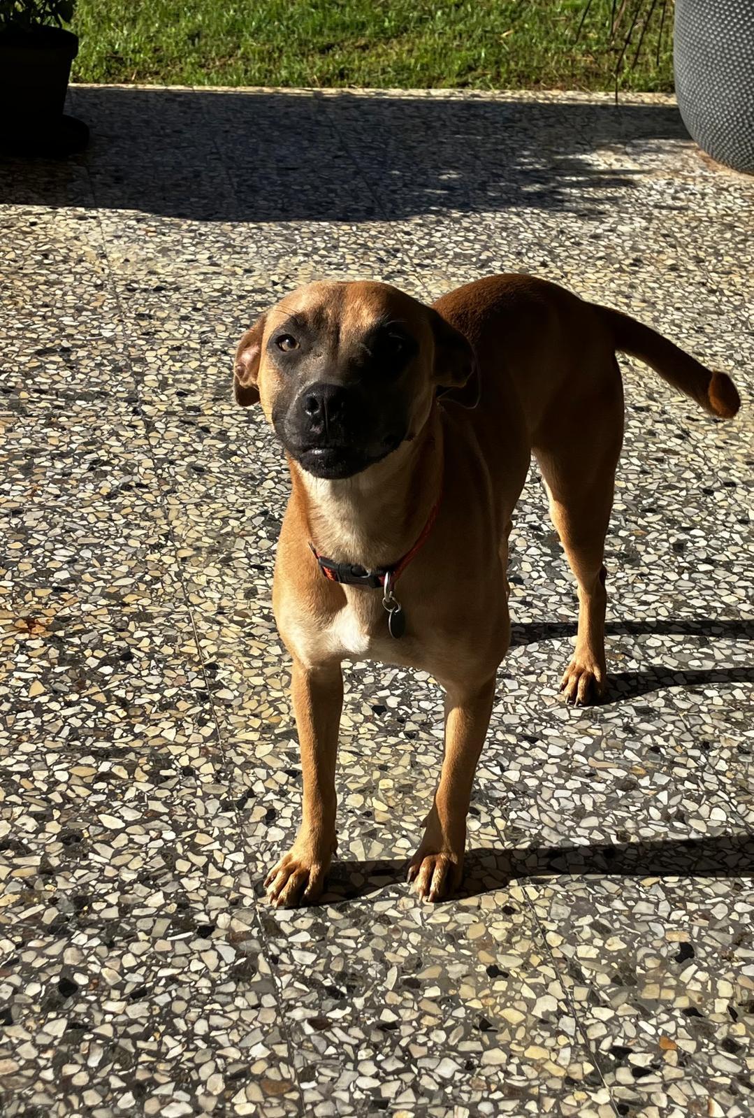 Enlarge Latte, a Adoptable mixed breed in Pittsfield, MA image 4/6