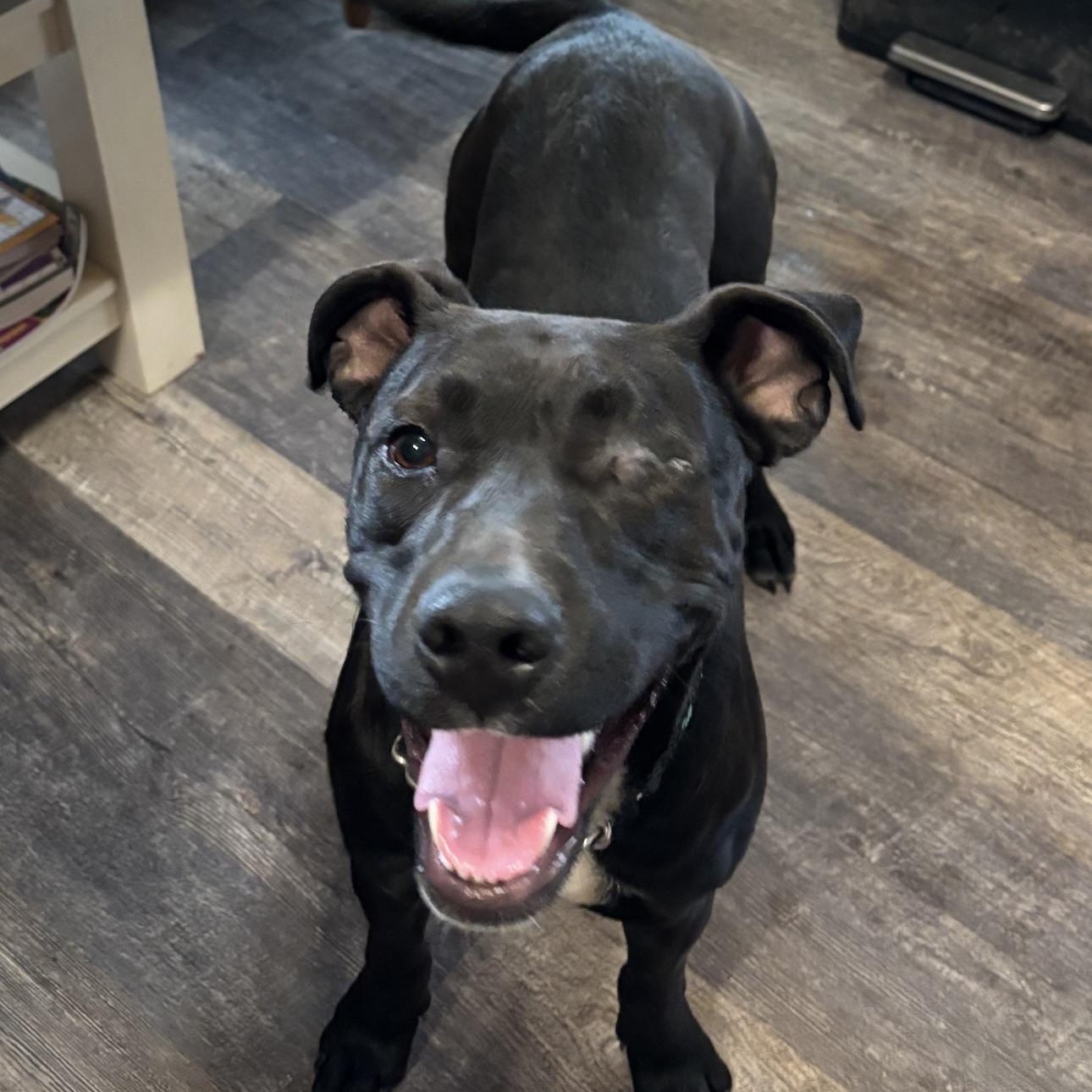 Enlarge Winx, a ADOPTABLE mixed breed in Gilbert, AZ image 4/6