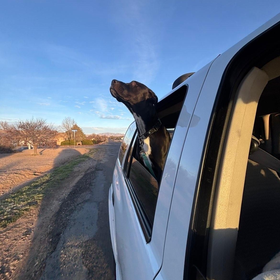 Enlarge Winx, a ADOPTABLE mixed breed in Gilbert, AZ image 3/6