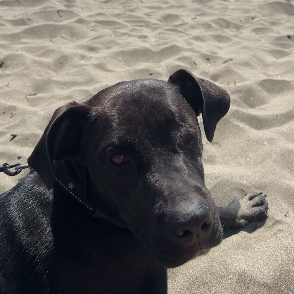 Winx, ADOPTABLE, Adult Female Black Labrador Retriever.