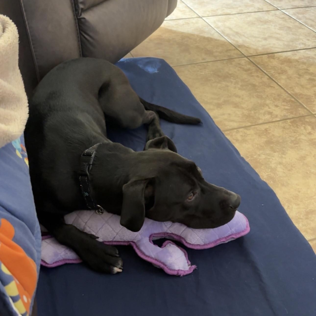 Enlarge Winx, a ADOPTABLE mixed breed in Gilbert, AZ image 2/6