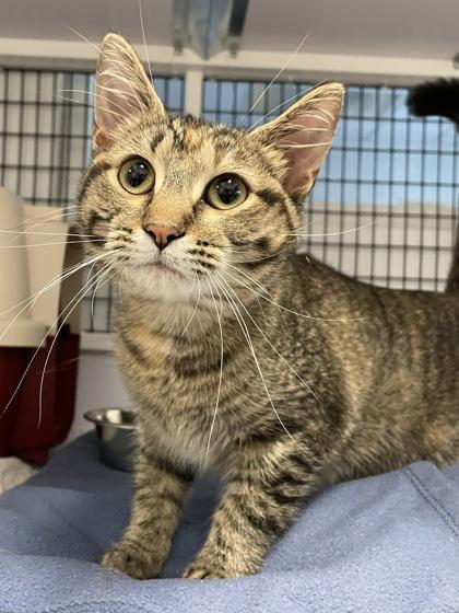 Enlarge Shyla, a Adoptable mixed breed in Madison, WI image 1/2