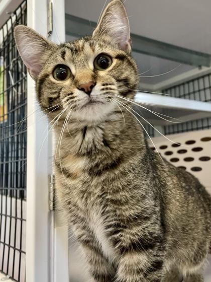 Enlarge Shyla, a Adoptable mixed breed in Madison, WI image 2/2