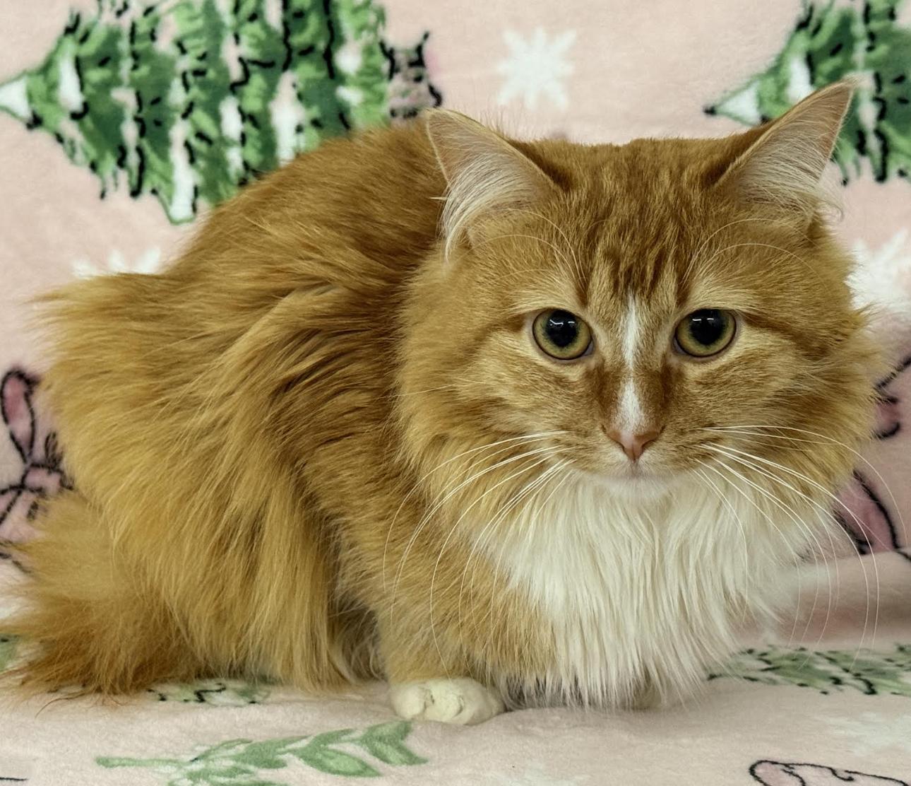 Enlarge Raiku, an adopted Domestic Medium Hair in Long Beach, NY image 4/6