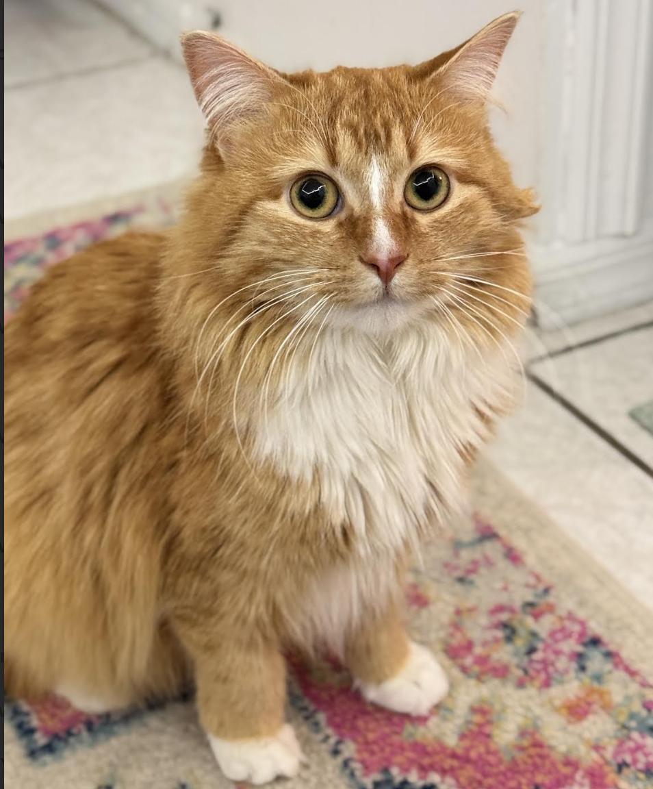 Enlarge Raiku, an adopted Domestic Medium Hair in Long Beach, NY image 1/6