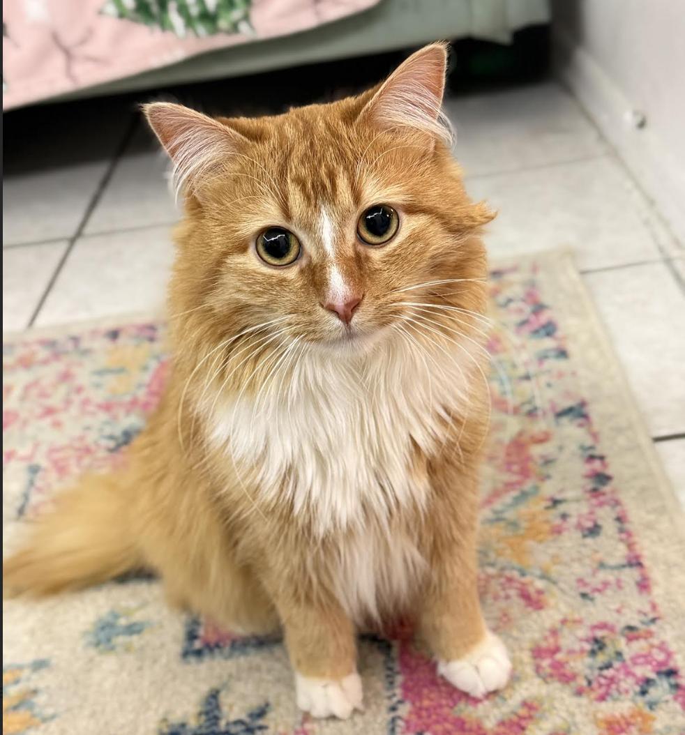 Enlarge Raiku, an adopted Domestic Medium Hair in Long Beach, NY image 5/6