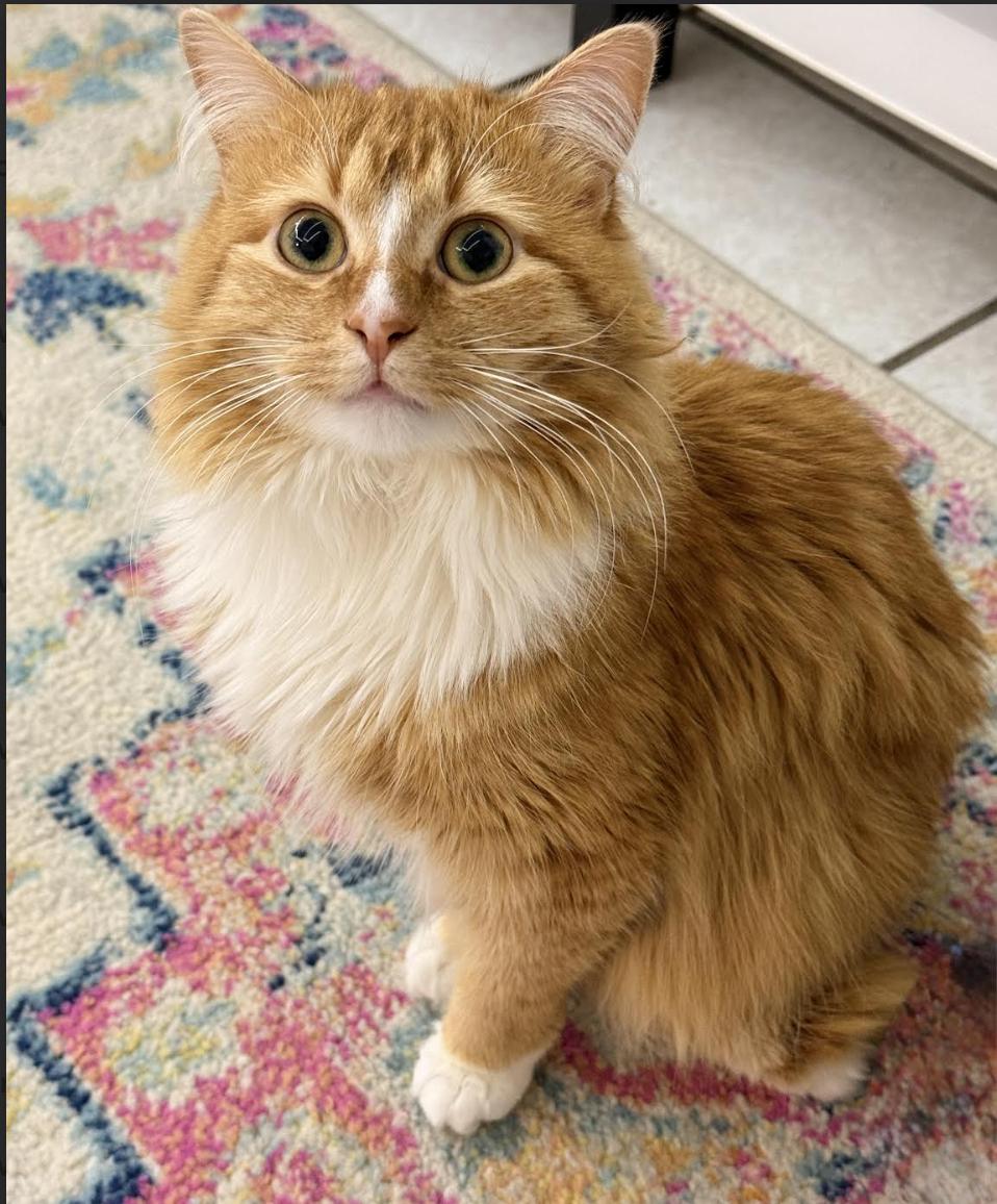 Enlarge Raiku, an adopted Domestic Medium Hair in Long Beach, NY image 3/6