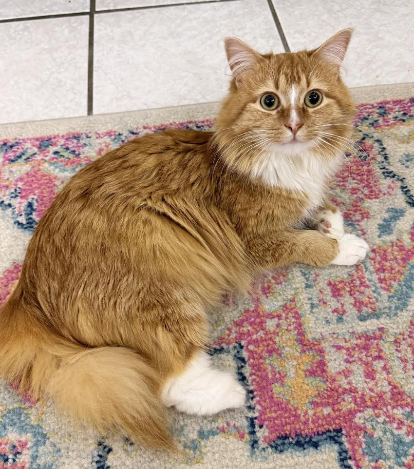 Enlarge Raiku, an adopted Domestic Medium Hair in Long Beach, NY image 2/6