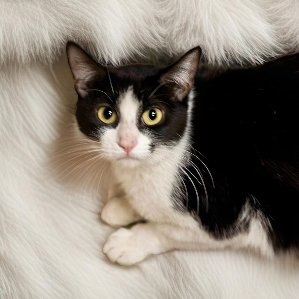 Frannie, Adoptable, Adult Female Domestic Short Hair.