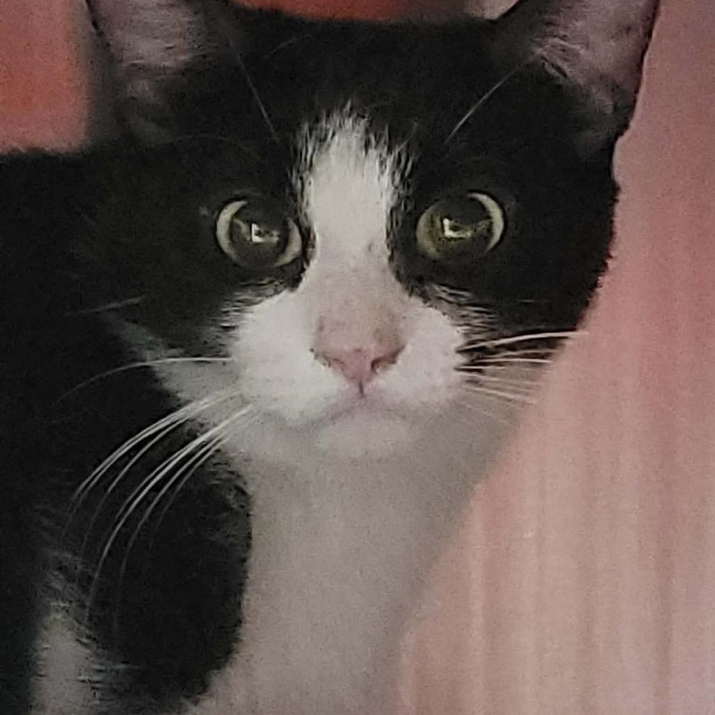 Frannie, Adoptable, Adult Female Domestic Short Hair.