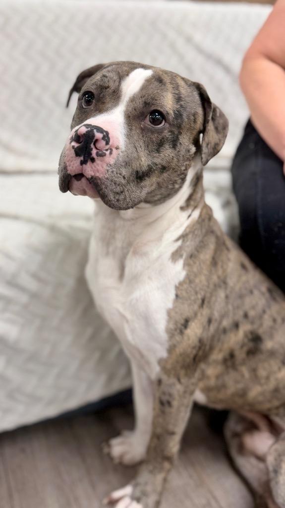 Marble, Adoptable, Young Male Mixed Breed.