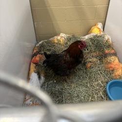 Enlarge Chili, a Adoptable Chicken in Cheyenne, WY image 1/2