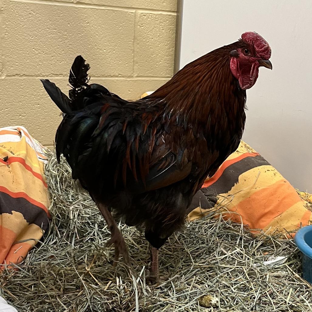 Enlarge Chili, a Adoptable Chicken in Cheyenne, WY image 2/2