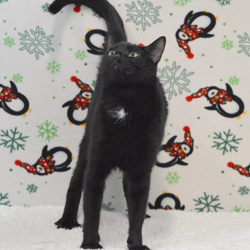 Onyx, Adoptable, Adult Female Domestic Short Hair.