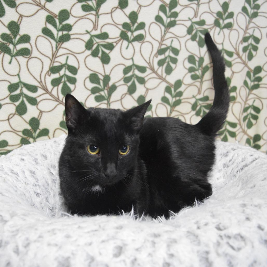 Onyx, a Adoptable Domestic Short Hair in North Battleford, SK image 2/6
