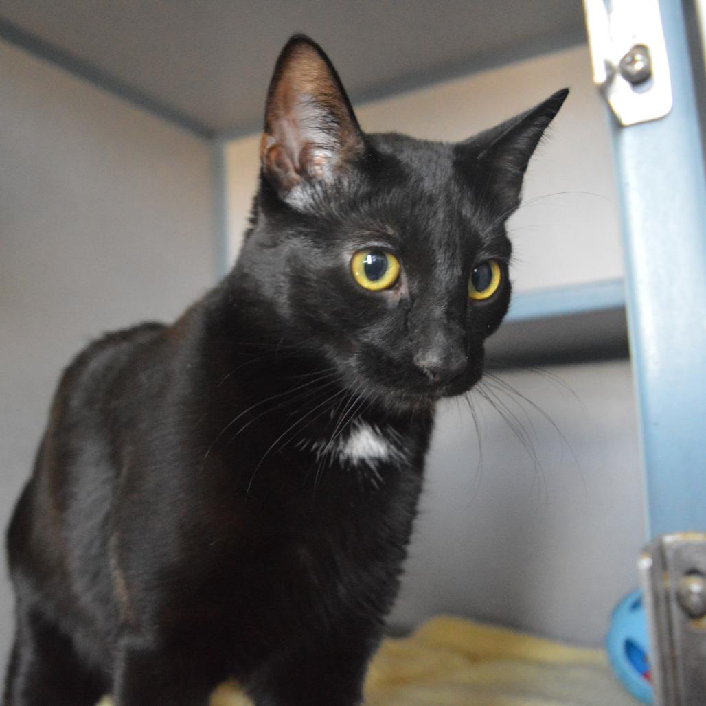 Onyx, a Adoptable Domestic Short Hair in North Battleford, SK image 3/6