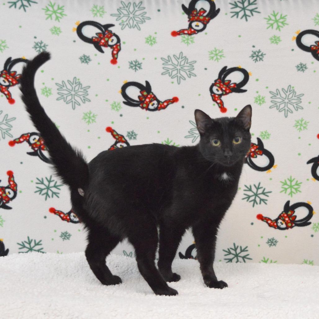 Onyx, a Adoptable Domestic Short Hair in North Battleford, SK image 4/6