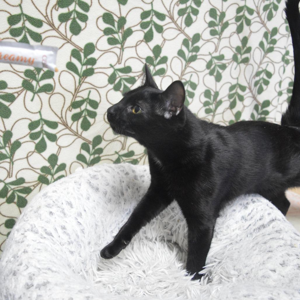 Onyx, a Adoptable Domestic Short Hair in North Battleford, SK image 5/6