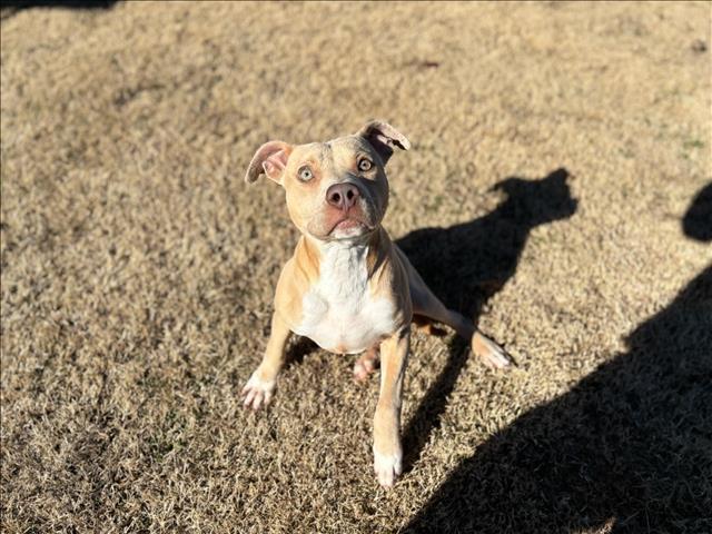 Enlarge KAISER, a Adoptable mixed breed in Appling, GA image 1/1