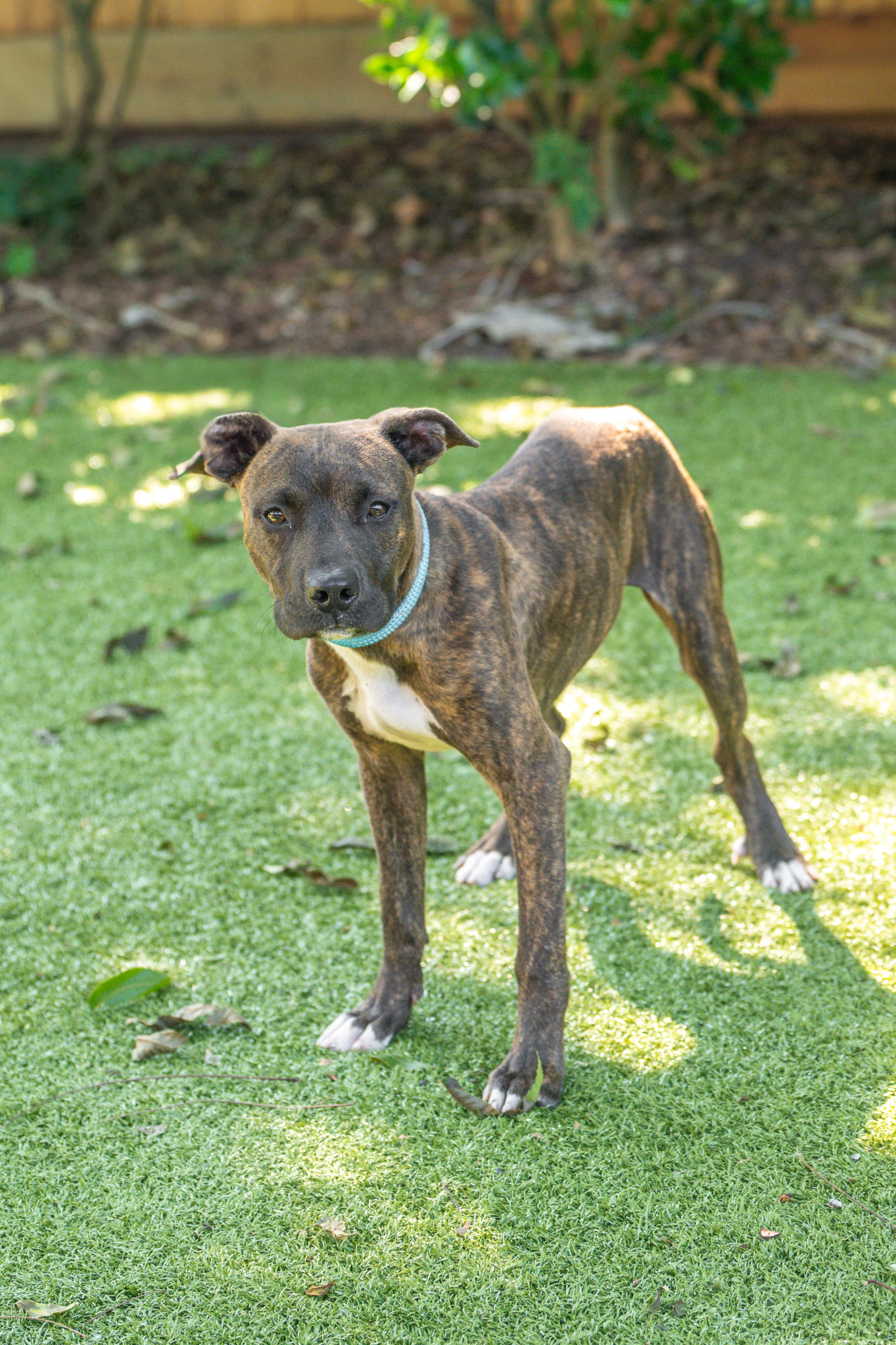 Enlarge Kai, a Adoptable mixed breed in Hilton Head Island, SC image 1/1