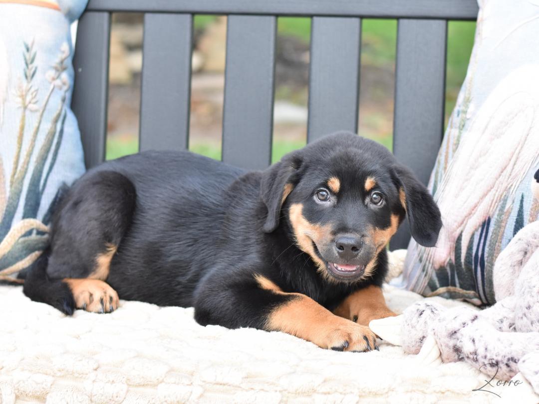 Zorro, an adopted mixed breed in Princeton, NJ image 4/5