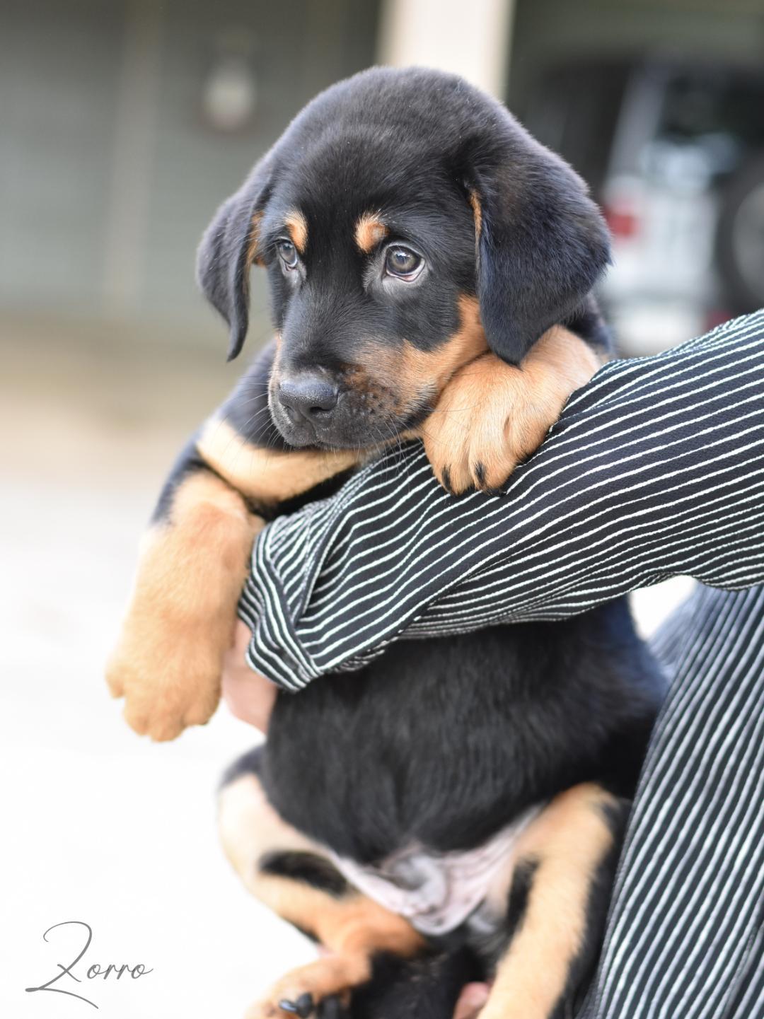 Zorro, an adopted mixed breed in Princeton, NJ image 3/5