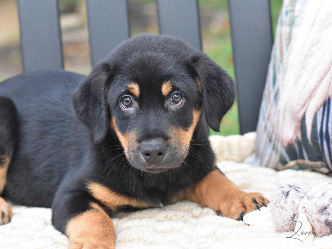 Zorro, an adopted mixed breed in Princeton, NJ image 2/5