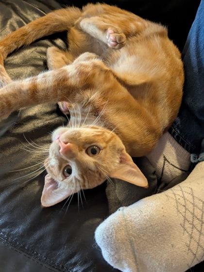 Enlarge Osiris (must be adopted with Horus), a Adoptable mixed breed in Hillsboro, OR image 1/3