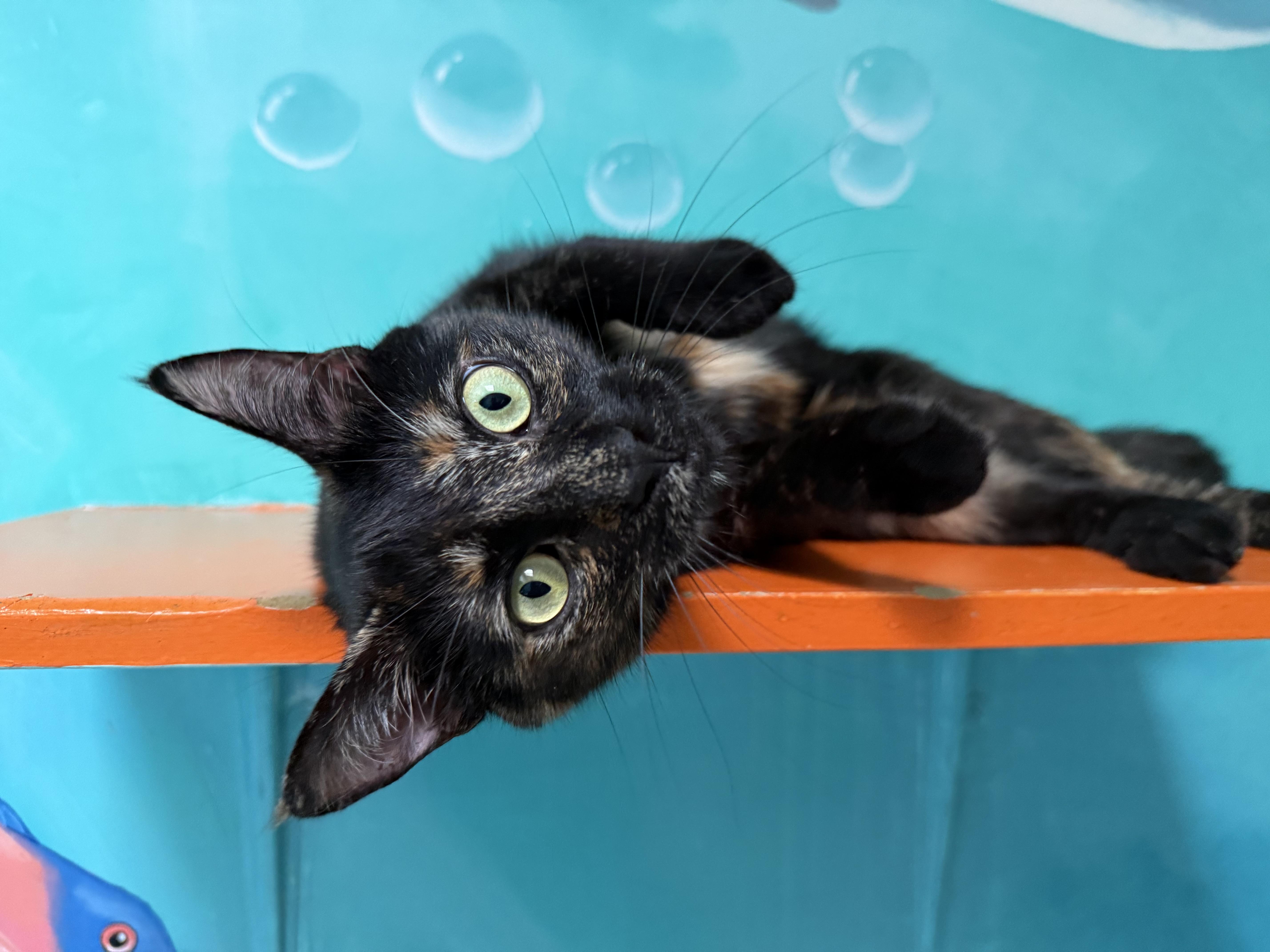 Blaze, Adoptable, Young Female Tortoiseshell.