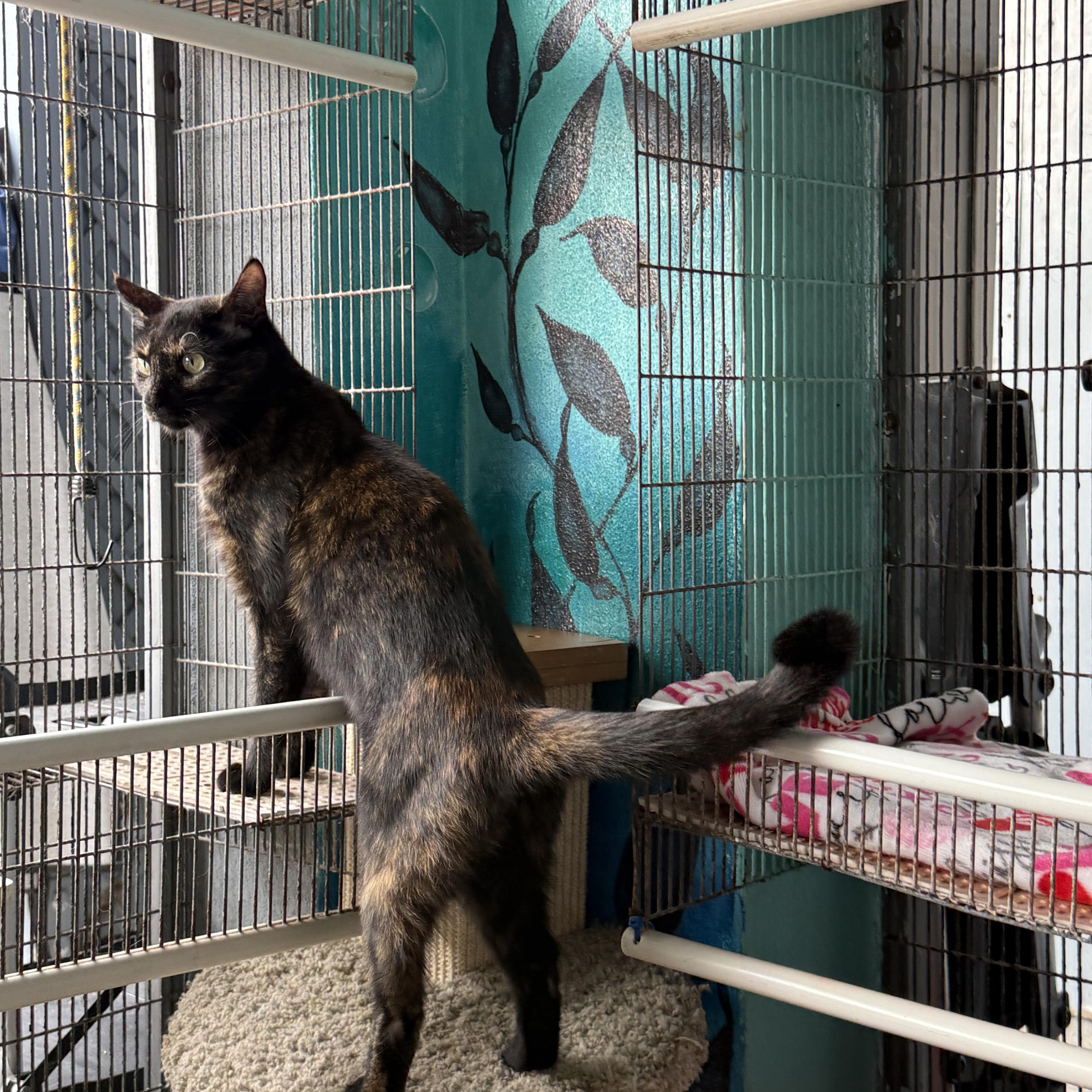 Enlarge Blaze, a Adoptable Tortoiseshell in Newport Beach, CA image 5/5