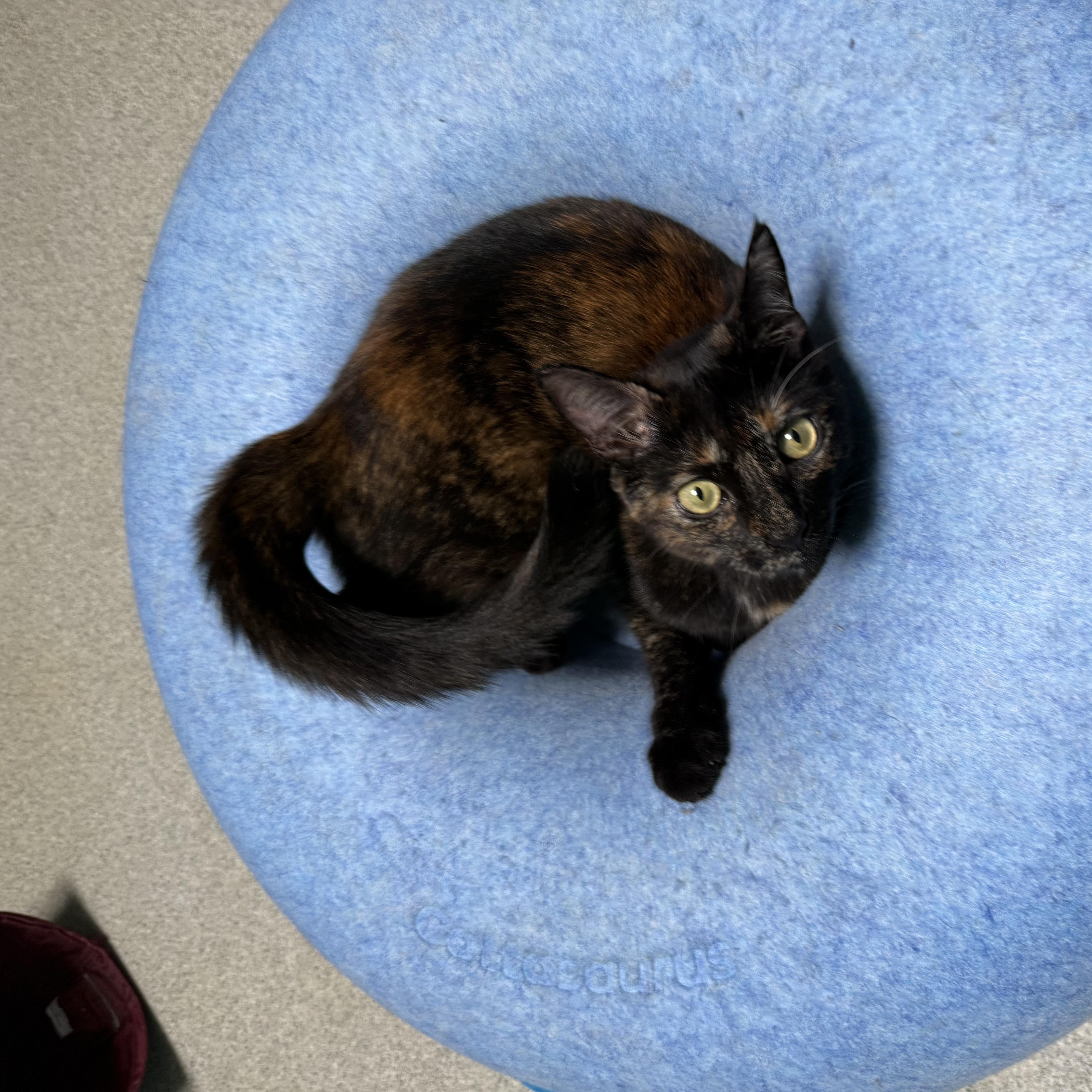 Enlarge Blaze, a Adoptable Tortoiseshell in Newport Beach, CA image 3/5