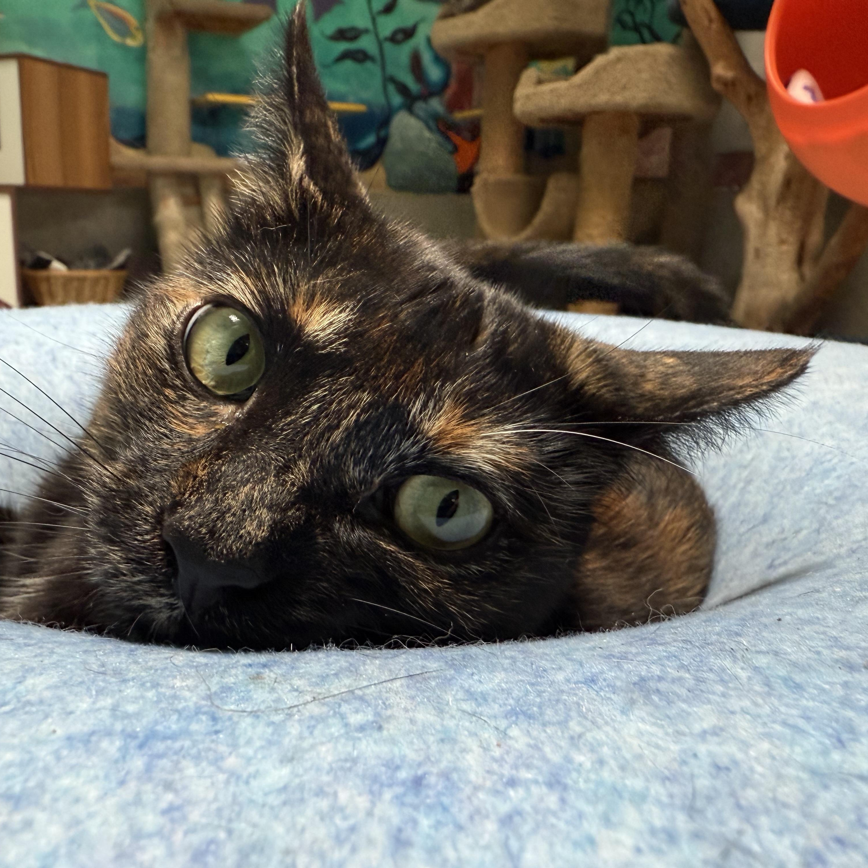 Enlarge Blaze, a Adoptable Tortoiseshell in Newport Beach, CA image 4/5
