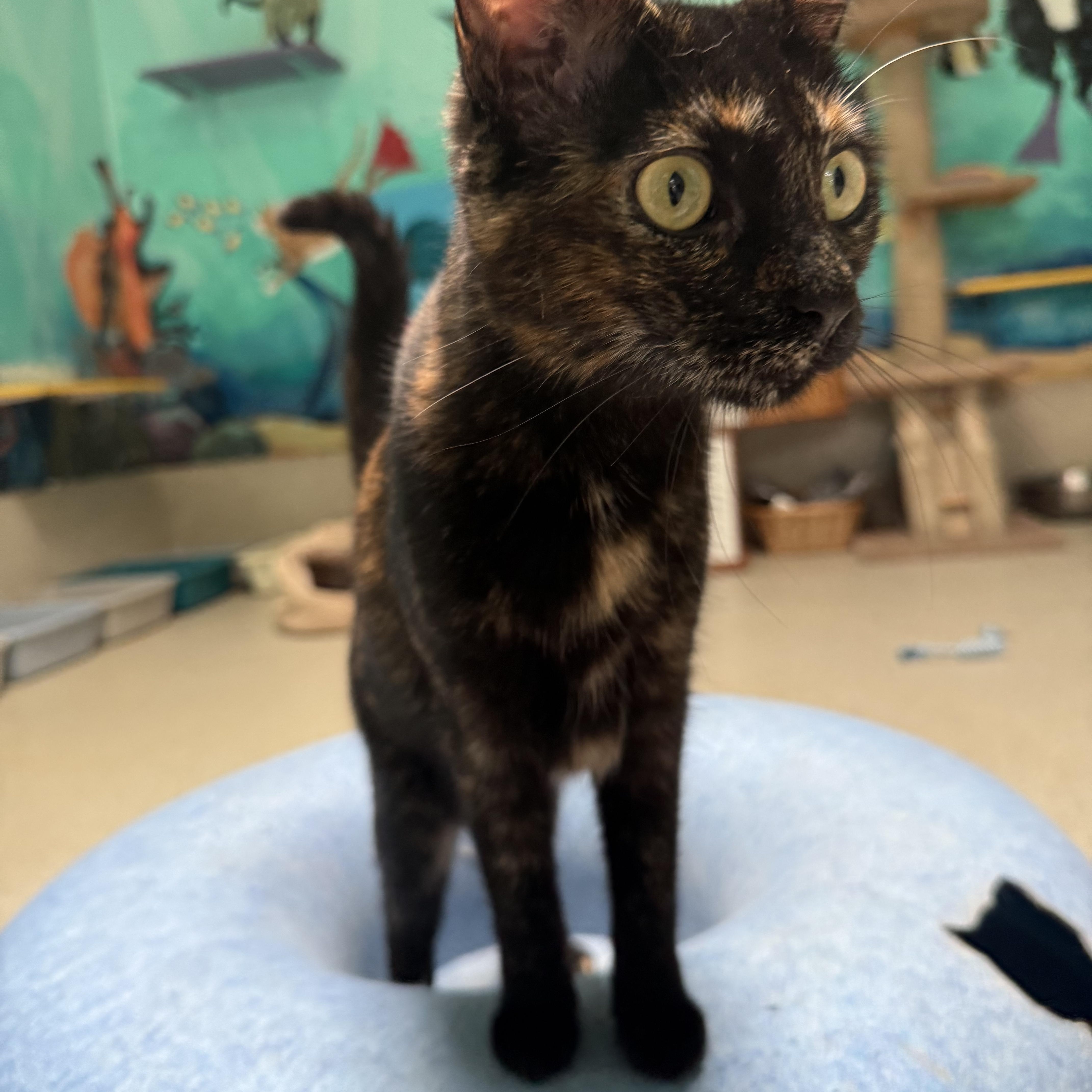 Blaze, Adoptable, Young Female Tortoiseshell.