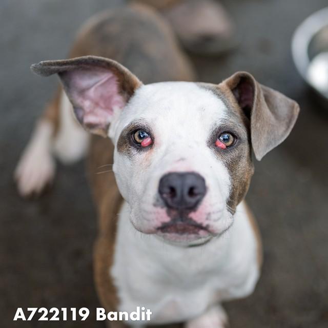 BANDIT, Adoptable, Young Male Pit Bull Terrier & Mixed Breed.