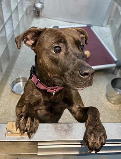 Merci, Adoptable, Adult Female Pit Bull Terrier & Mixed Breed.