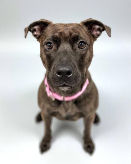 Enlarge Merci, a Adoptable mixed breed in Washington, DC image 2/3