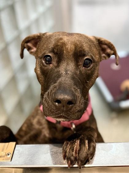 Enlarge Merci, a Adoptable mixed breed in Washington, DC image 3/3