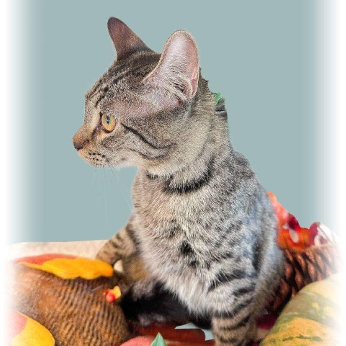 Enlarge Sully Erna, a Adoptable mixed breed in Tulsa, OK image 5/5