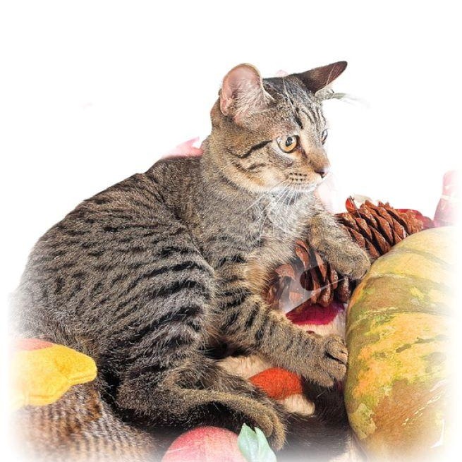 Enlarge Sully Erna, a Adoptable mixed breed in Tulsa, OK image 2/5